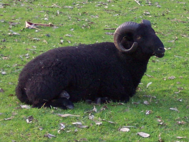 Black Mountain Welsh Ram