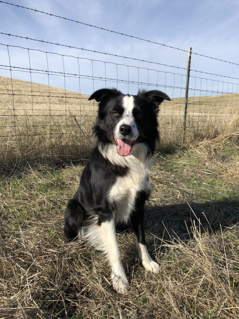 Bonny Doone Kennel - Donnie