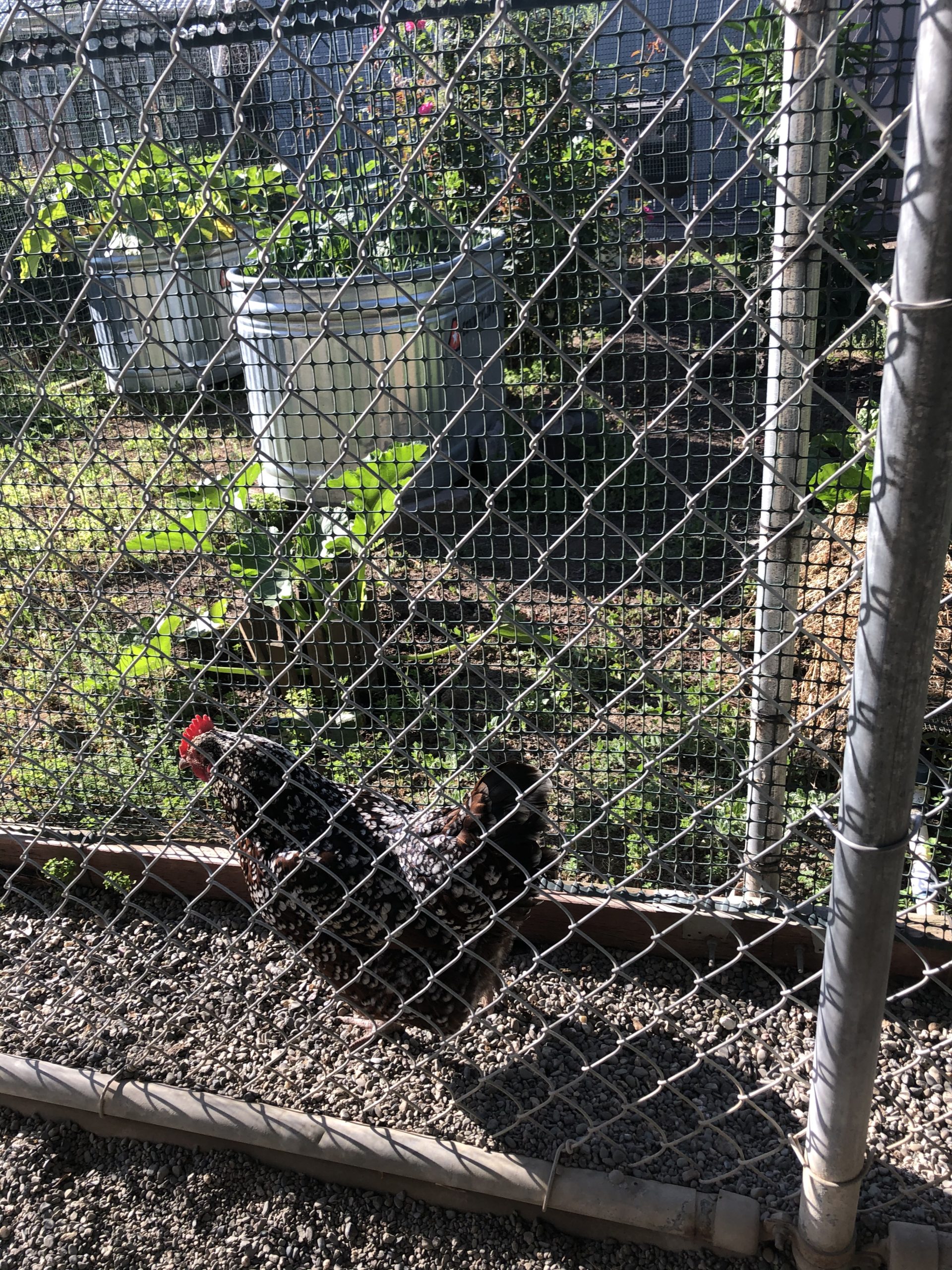"Chicken TV" from the exercise runs